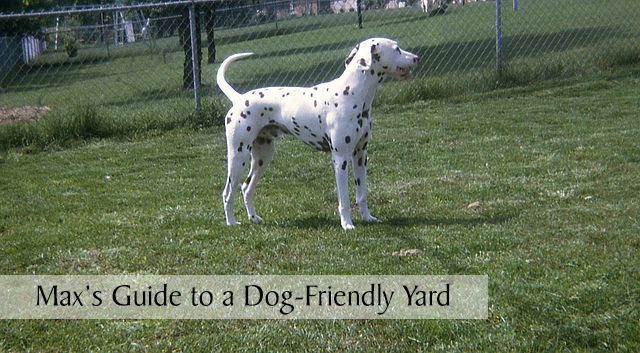 Max's Guide to a Dog-Friendly Yard