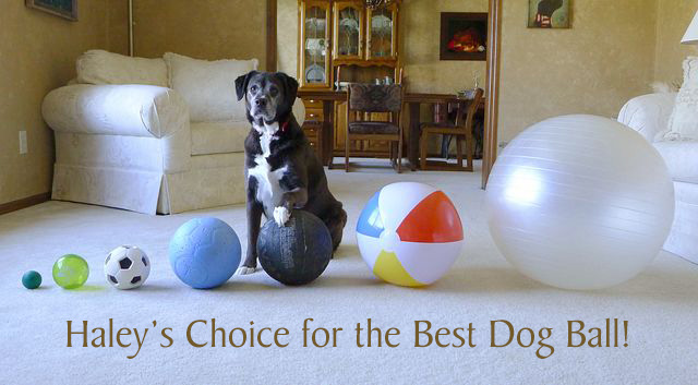 Haley's Choice for the Best Dog Ball