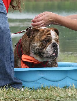 Bulldog Staying Cool