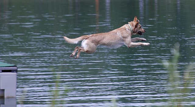 Dock Diving Dog