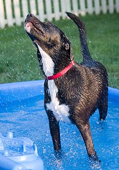 Dog in Kiddie Pool