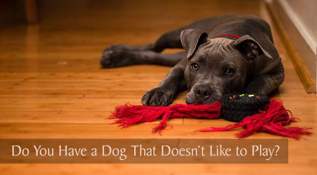 My Dog Doesn't Like Toys: Tips for Teaching Your Dog to Play