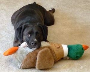 Dog with Duck