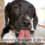 10 Tips for Exercising Your Dog in the Summer