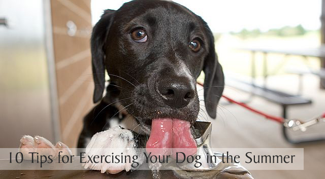 10 Tips for Exercising Your Dog in the Summer