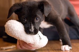 Puppy Playing with Toy