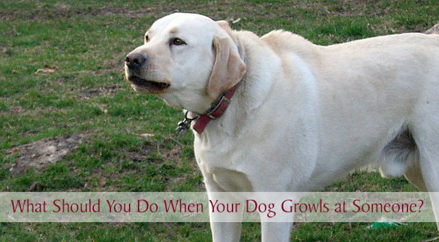 What should you do when your dog growls at someone