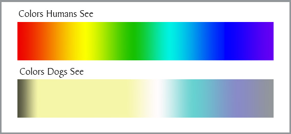 what color do dogs see