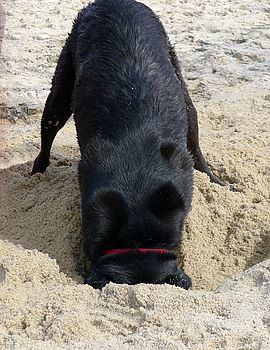 Dog Digging in the Sand