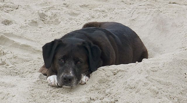 Dog Napping on Beach