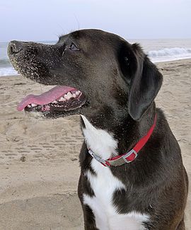 Dog with Sand Covered Face