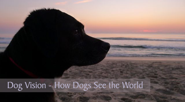 How Dogs See the World