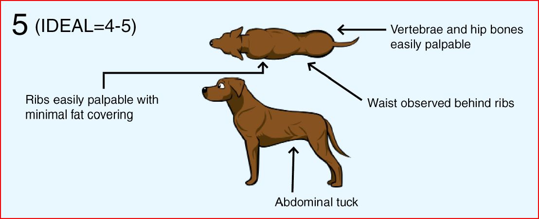 Normal Weight Dog