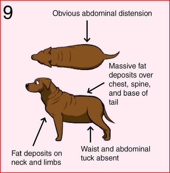 Overweight Dog