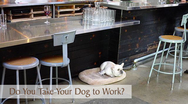 Do You Take Your Dog to Work?