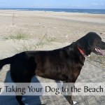 15 Tips for Taking Your Dog to the Beach