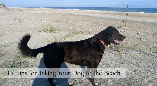 15 Tips for Taking Your Dog to the Beach