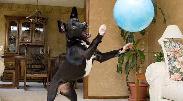 Dog Attacking Ball