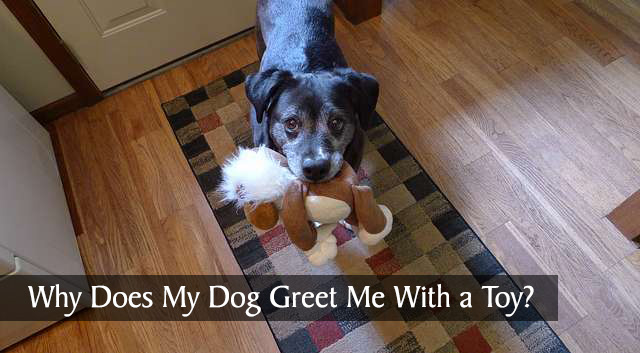Why Does My Dog Greet Me With a Toy?