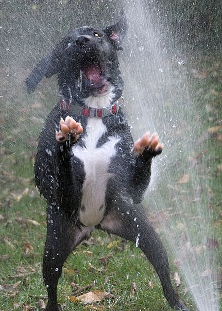 Dog Playing with Hose