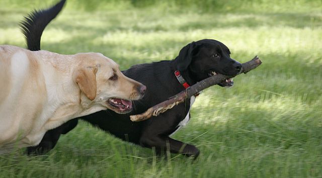 Dogs Playing with Stick