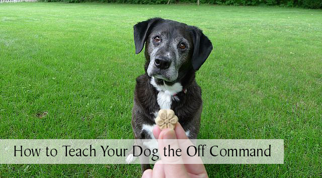 How to Teach Your Dog the Off Command