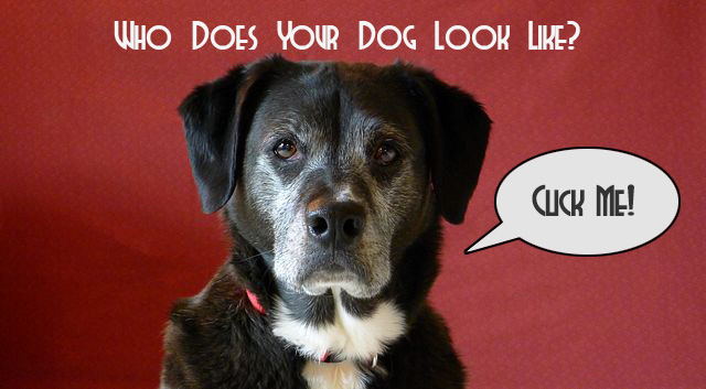 Who Does Your Dog Look Like?
