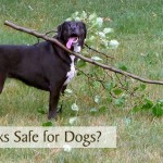 Are Sticks Safe for Dogs?
