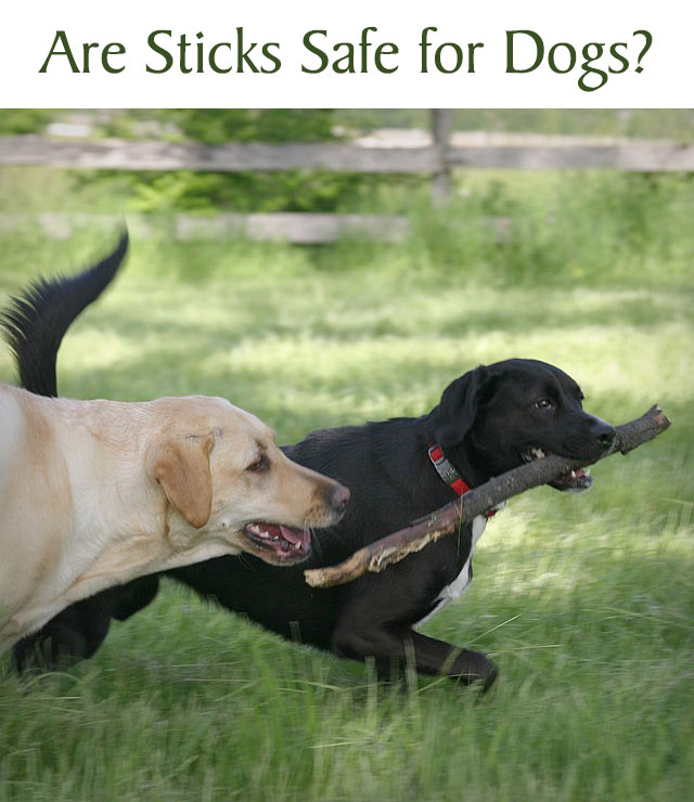 Are Sticks Safe for Dogs?