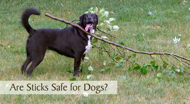 Are Sticks Safe for Dogs?