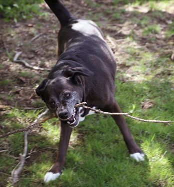Dog Breaking Stick with Teeth