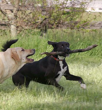 Dogs Fighting Over Stick