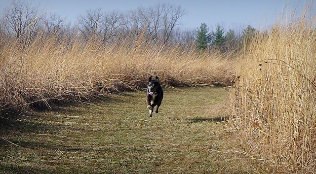 How to Train Your Dog to Walk Off Leash – A Hiker's Guide