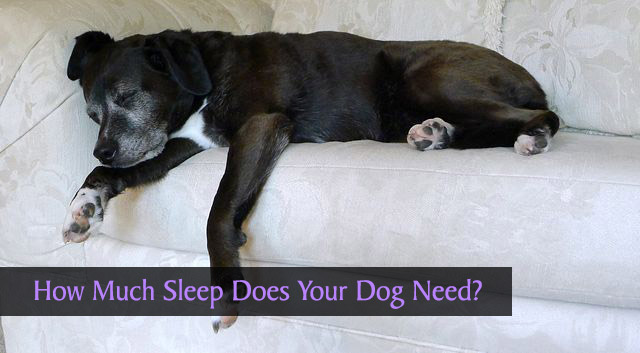 How much sleep does your dog need?
