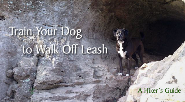 Teach dog to walk on outlet leash