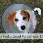 10 Ways to Find a Good Vet for Your Dog