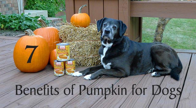 What is pumpkin shop good for in dogs