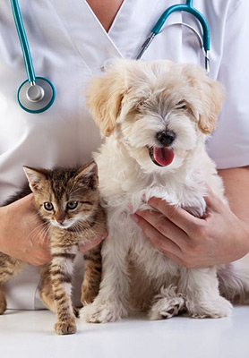 Dog and Cat with Vet
