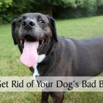 How to Get Rid of Your Dog's Bad Breath