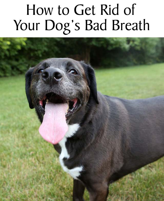 howtogetridofyourdogsbadbreath2 Chasing Dog Tales