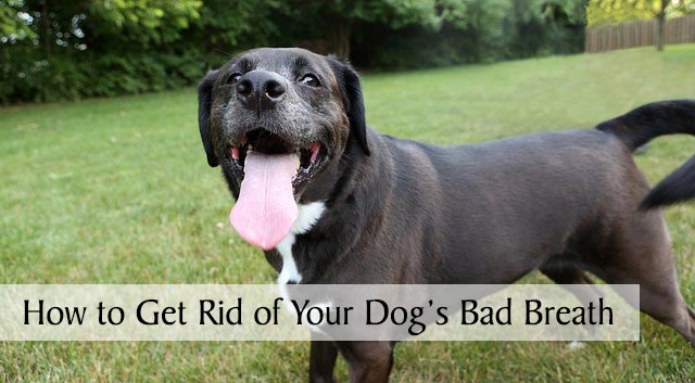 How to Get Rid of Your Dog's Bad Breath