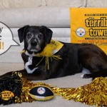 Is Your Dog Ready for Some Football?