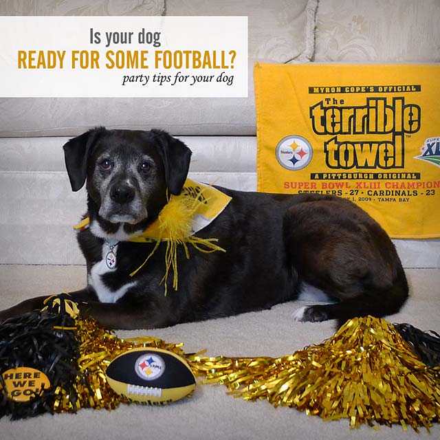 Is Your Dog Ready for Some Football?