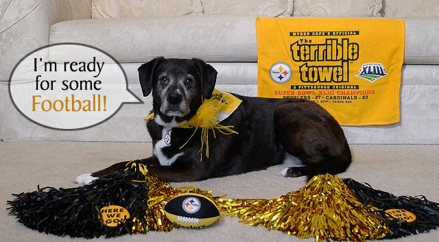 Is Your Dog Ready for Some Football?