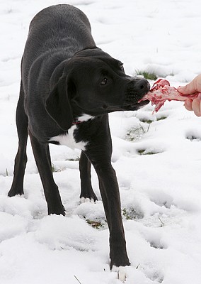 Raw Bones for Dogs