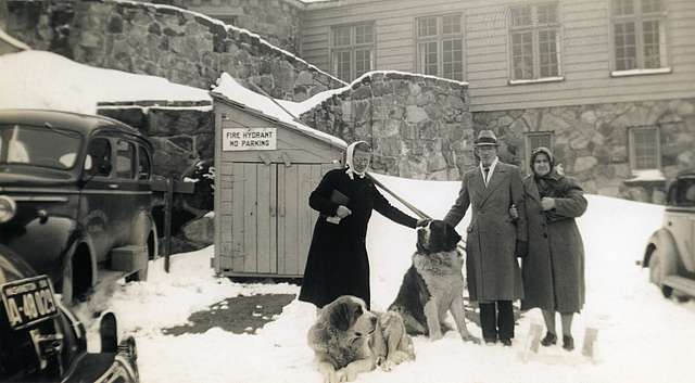 Vintage Couple With St. Bernard Dogs