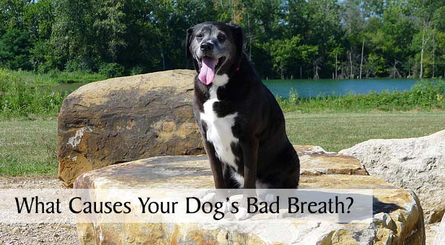 What Causes Your Dog's Bad Breath?