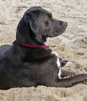 Beach Dog