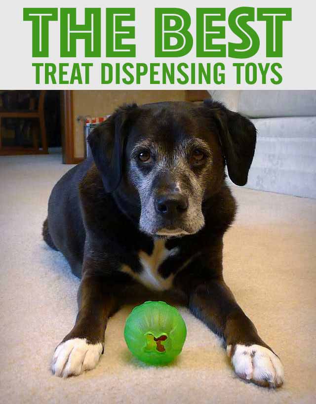 The 8 Best Treat Dispenser Toys for Dogs