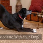 Can You Meditate With Your Dog?